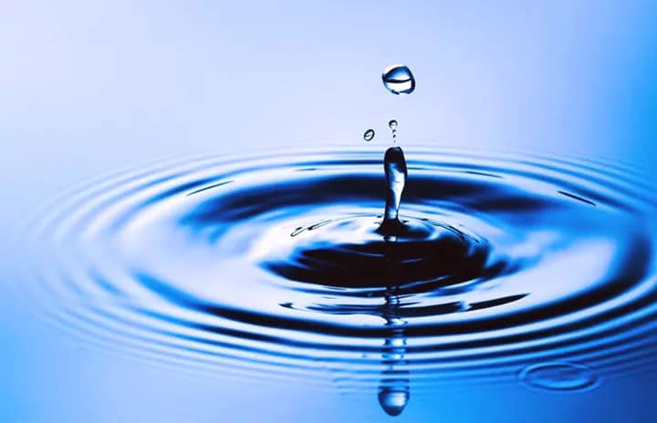 3 bahan menghalau cicak