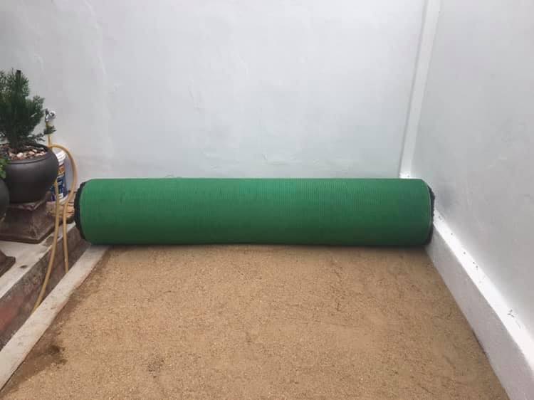 rumput karpet